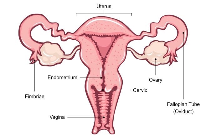 menopause-tracker-reproductive