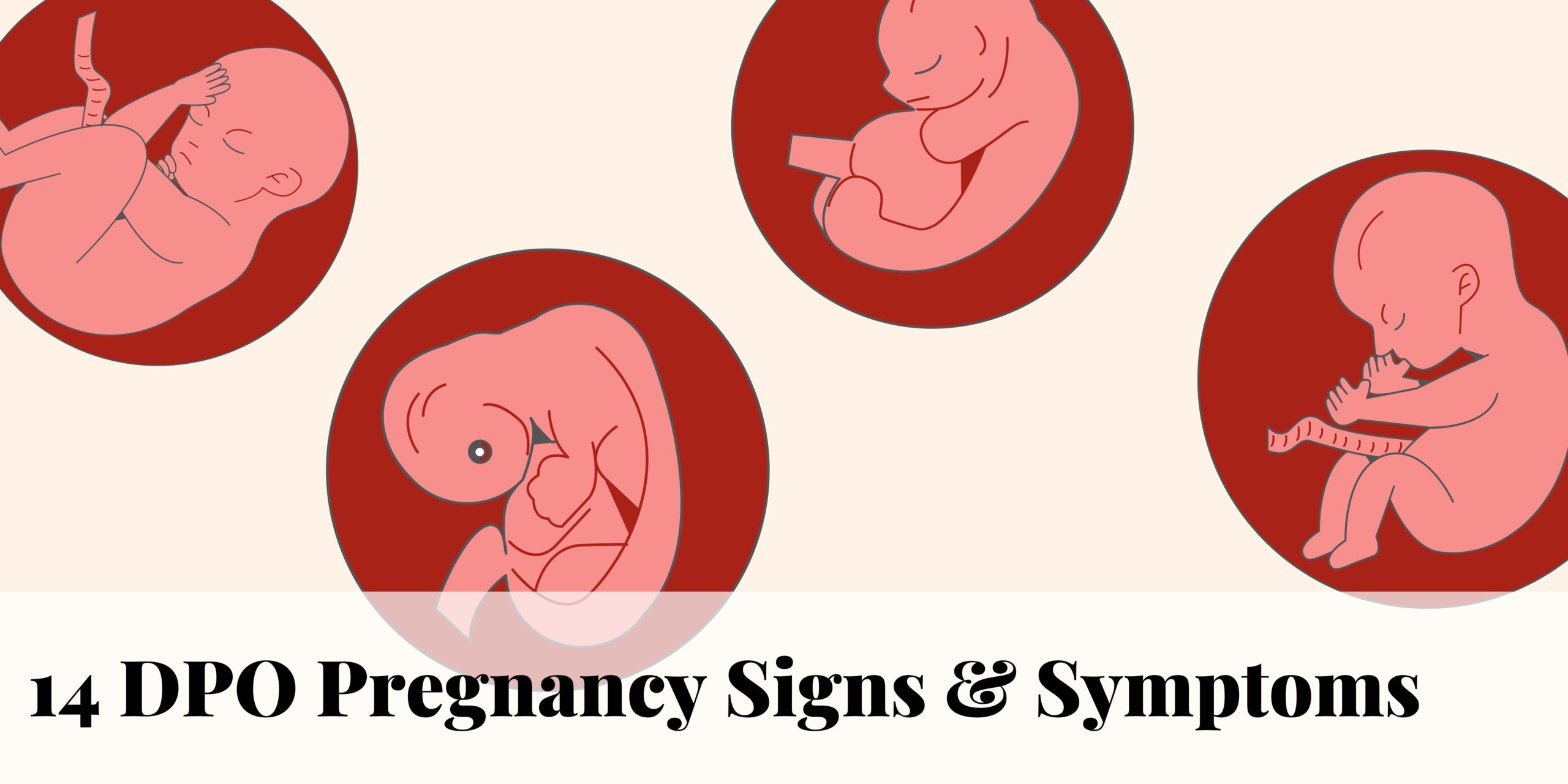 14 DPO: Symptoms, Spotting and Everything You Need to Know!